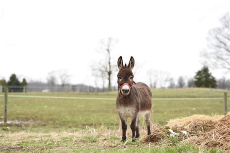 donkey digs|why do donkeys dig.